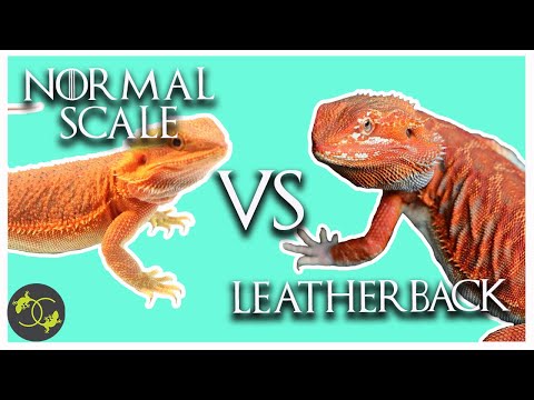 What is the Difference between a Leatherback and a normal scale Bearded Dragon.