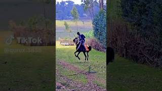 The Horse is dancing to Oromo Music #ethiopia #oromopeople  #oromodance #oromomusic #raggada