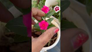 🌱Vinca More Flowering Tips🌺pinching of vinca plant👍🌸🥰|#homegarding #ytshots #viral_shorts