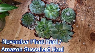 November Plant Haul/ Amazon Succulent Haul