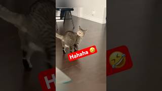 Funny cats #搞笑 #搞笑视频 #搞笑日常 #猫 #猫咪 #猫咪日常 #可爱 #可爱的猫 #cat #cats #catvideos