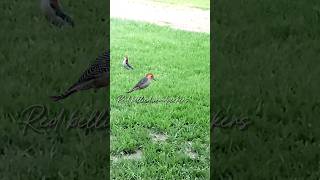 Beautiful Backyard Birds in Mississippi | red-bellied woodpecker, indigo blue, Summer Tanager