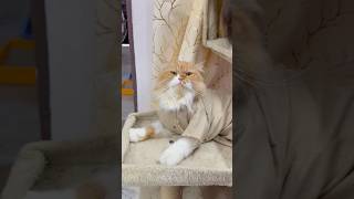 Billu se badmashi😁😁😁😜#billucat  #cat #catvideo #sajidcat #catshorts #catcomedy #catcomedy