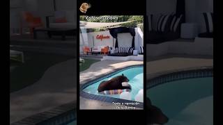 Incredible visits #bellabamba #animalstories #bear #animals