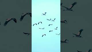 rare moments of crane birds. #cgstories #birds #fx3 #nature #videography #photography #wildlife
