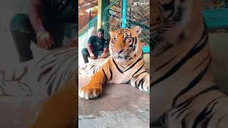SUBSCRIBE FOR ALL THE OTHER CRAZY THINGS ON THIS CHANNEL  ‼️😳 #thailand #thingstodointhailand
