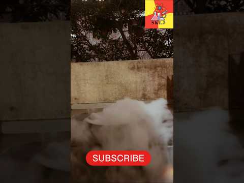 Fog experiment with Dry Ice || science experiments
