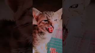 cat style #catstyle #shortvideo #short
