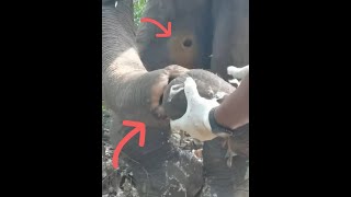 大象受伤严重，动物管理员冒着风险给大象做治疗 #救助大象 #救助野生动物 #动物救助