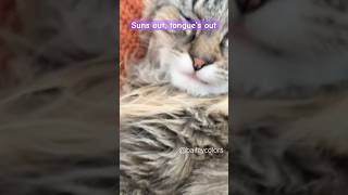 Little weirdo 😸 #catshorts #funnycats #cattongue #petvlogs #catmom #petvlogger #pets #pet #catlove