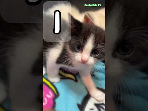 Cute Kittens Getting in Trouble #cutekitty #badcat