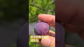 完熟してから収穫。めちゃくちゃ甘いです。#完熟#プラム#すもも