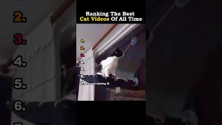 Ranking The Best Cat Videos