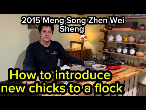 How to introduce new chickens to a flock and a new Sheng from big love tea house
