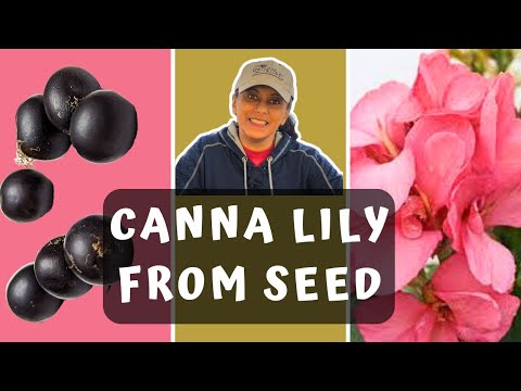 Propagate Canna Lily From Seed | February Seed Starting || Budget Gardening