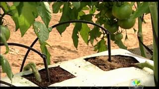 Agricultural Technology. Region of Murcia. Spain