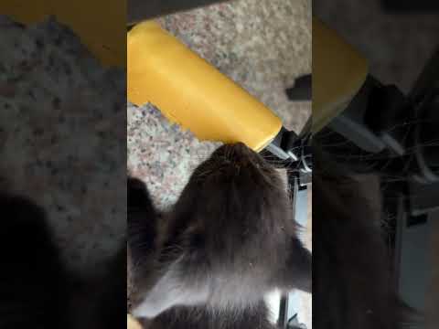 CheeseGurl