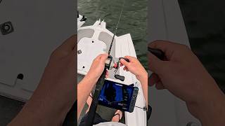 Barra smashes lure Live on active target #shorts #fishing #barra