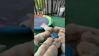 #puppy #pets #goldenretriever #cutepuppy #cute #puppylove #cutedog #helpmemakethismakesense #petlove