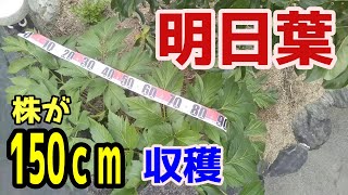 明日葉の育て方◆いつ、どれを収穫◆二つの収穫方法◆食べ方【1年後】一株が150ｃｍになる！
