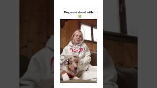 dogs being silly #petvideos #funny #cutegolden #pets #funnypets #cute #funnyanimals #lovegolden