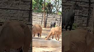 @P_r_d_e_e_p #shortsindia|#Reels#animals|#Banglore|#world##kannada
