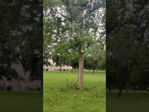 Drone pilot living on the tree穿越机飞手一般住在树上