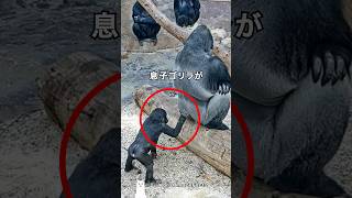 If you mess with a gentle gorilla