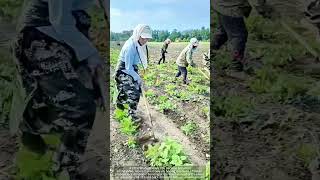 A group of laborers hoe grass on a farm. Prepare for farming