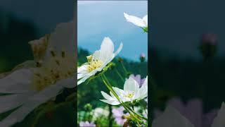 dhotrey tour | Dhotrey Darjeeling | Dhotrey Forest Village