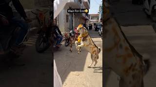 Eid-Ul-Adha Mubarak 2025❤️🥺😭😭| #shorts #eidaladha #sadstatus #trending