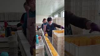 #Record the construction site live shot #soapmaking#duet#soapc# shop