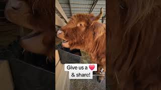 Fiona Da mini moo #cow #cowsarecool #farmlife #cowcows #lol #funny #cowsgomoo #cows #farm #animals