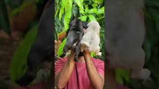 📢💯🐶#topquality🐾#pug#puppy🐕‍🦺🦮 available#price(8000)-9655224198 #pondicherry#subscribe#like#doglover🐾