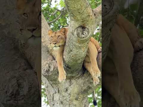 #wildlife #africa #uganda  #treeclimbinglion #travel  #activityinuganda #wildlifephotography