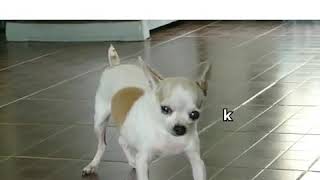 Cool video, short and funny, jokes and laughter 37