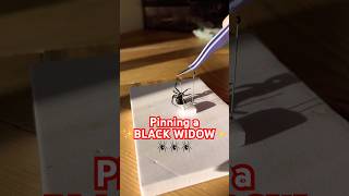 Pinning the black widow from a rehydration chamber #spiders #blackwidow #blackwidows #howto #diy