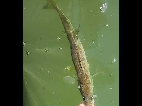 snook #fish #fishspecies #fishing #sportfishing #snook #outdoors #saltwater #saltwaterfish #cool