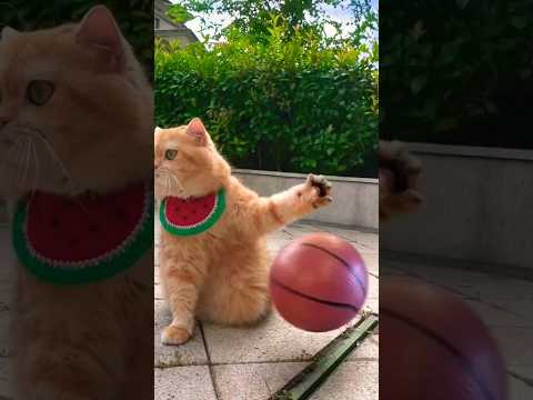 Funny Cat's Moments 🤣🤣 #laughoutloud #chinesecomedy #trending #subscribenow #viral #sharethelaughter