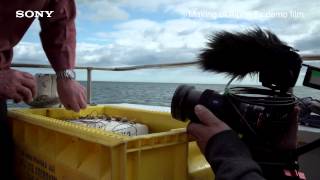 Sony A7s Full-Frame Sensor Camera : Behind the Scenes
