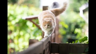 Why Choose Magic Cat Mesh?