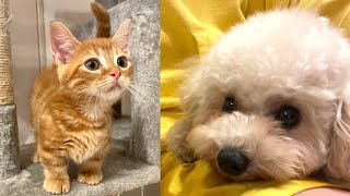 【ご報告】新しい家族ができましたあああああああああああああああああああああああああああああああああああああああああああああああああああああああああああああ!!