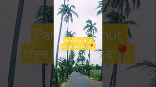 Parra road, Goa 🏖️🌴#parraroad #goadiaries #goavibes #parra #goabeach #travelphotography #dearzindagi