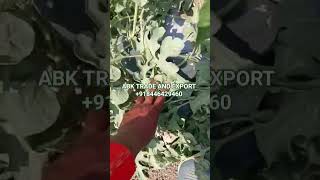bolthan watermelon export quality available order for contact me my contact number is +918446429460