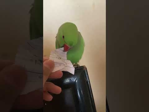 YES I EAT PAPERS💅🏻￼📄🦜￼😋