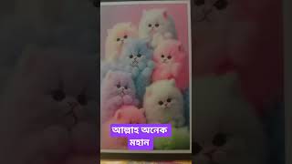 ইসলামের আলো। #hijab #love #live #new #nature #girls #i #lovesongs #music #আম #bloggers #bloggerseo