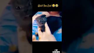 Cats Comedy memesbatuhan bora2 kanel joseph fight🤣🤣#shorts #comedy #funny