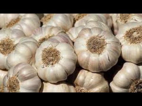 Health Benefits of Raw Garlic ] RAW GARLIC amazing benefits