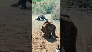 thrilling fight‼️leopard vs komodo on dry trail #animals #shorts