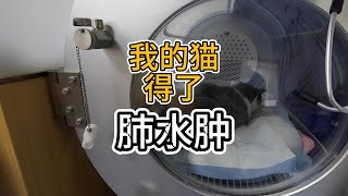我的猫得了肺水肿